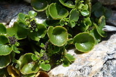 Azorella haastii