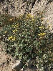 Chylismia