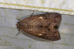 Stictopterinae