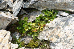 Azorella haastii