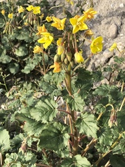 Chylismia