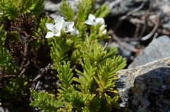 Veronica hookeri