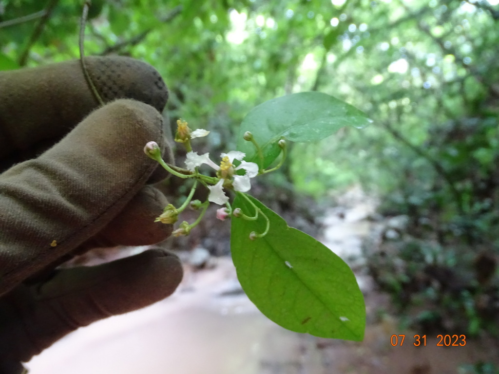 Malpighia wilburiorum