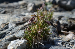 Poa novae-zelandiae