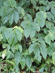 Elatostema platyphyllum