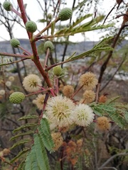 Leucaena diversifolia