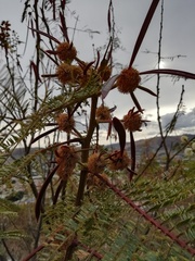 Leucaena diversifolia