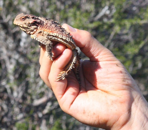 Phrynosoma blainvillii