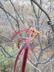 Leucaena diversifolia