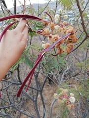 Leucaena diversifolia