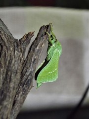 Aenetus blackburnii
