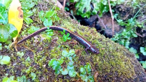 Gold-striped salamander, Portugal, photo 7 of 10