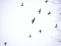 Columba livia domestica