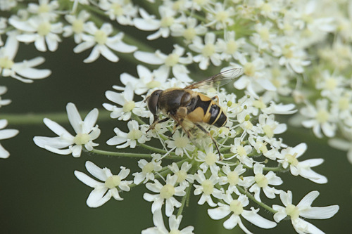 Stripe-winged Drone Fly, Merwelanden, Dordrecht, Netherlands, photo 3 of 10