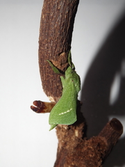 Aenetus blackburnii