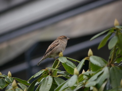Passer domesticus