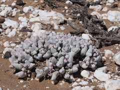 Gibbaeum pubescens