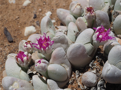 Gibbaeum pubescens