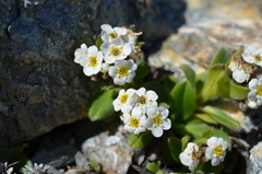 Myosotis suavis