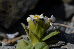 Myosotis suavis