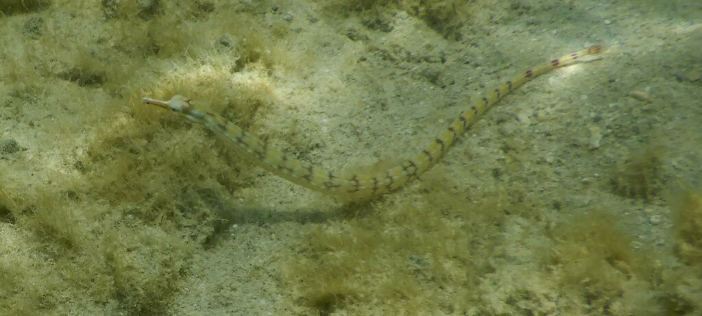 Banded Pipefish