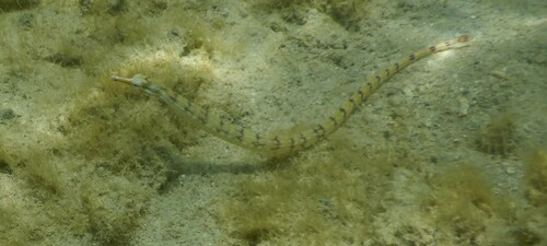 Photo of Yellow-banded pipefish (Corythoichthys flavofasciatus)