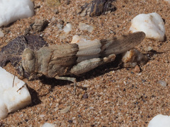 Sphingonotus scabriculus