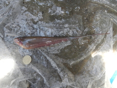 Gymnotiformes
