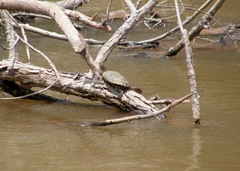 Graptemys ouachitensis