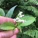 Native Elderberry - Photo (c) bennybotany85, some rights reserved (CC BY-NC), uploaded by bennybotany85