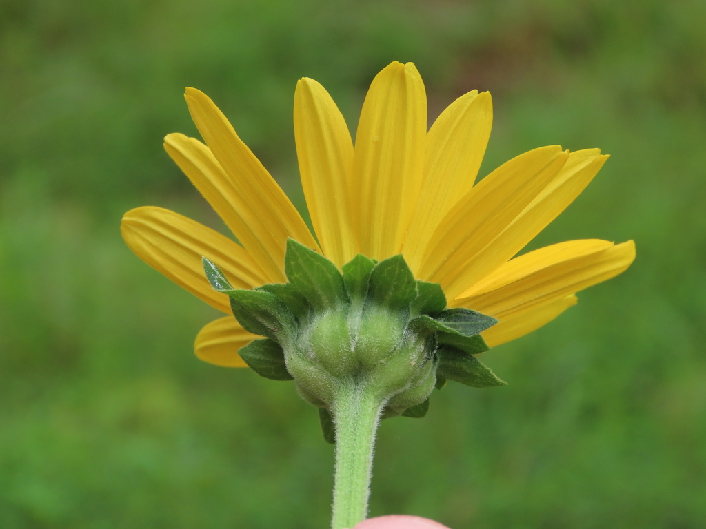 Heliopsis helianthoides