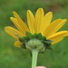 Heliopsis helianthoides - Photo (c) Chuck Cantley, alguns direitos reservados (CC BY-NC), uploaded by Chuck Cantley