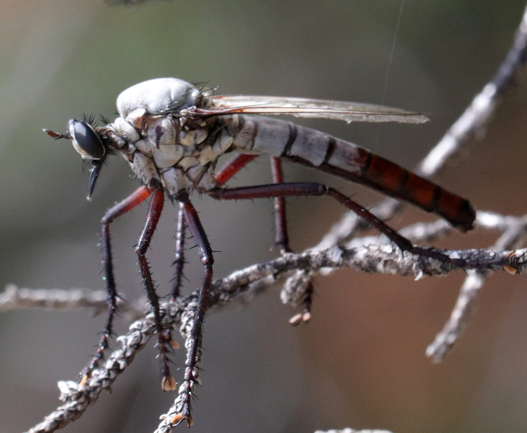 Giant Gray Robber Fly