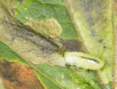 Euleia uncinata