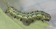 Pyrrhia