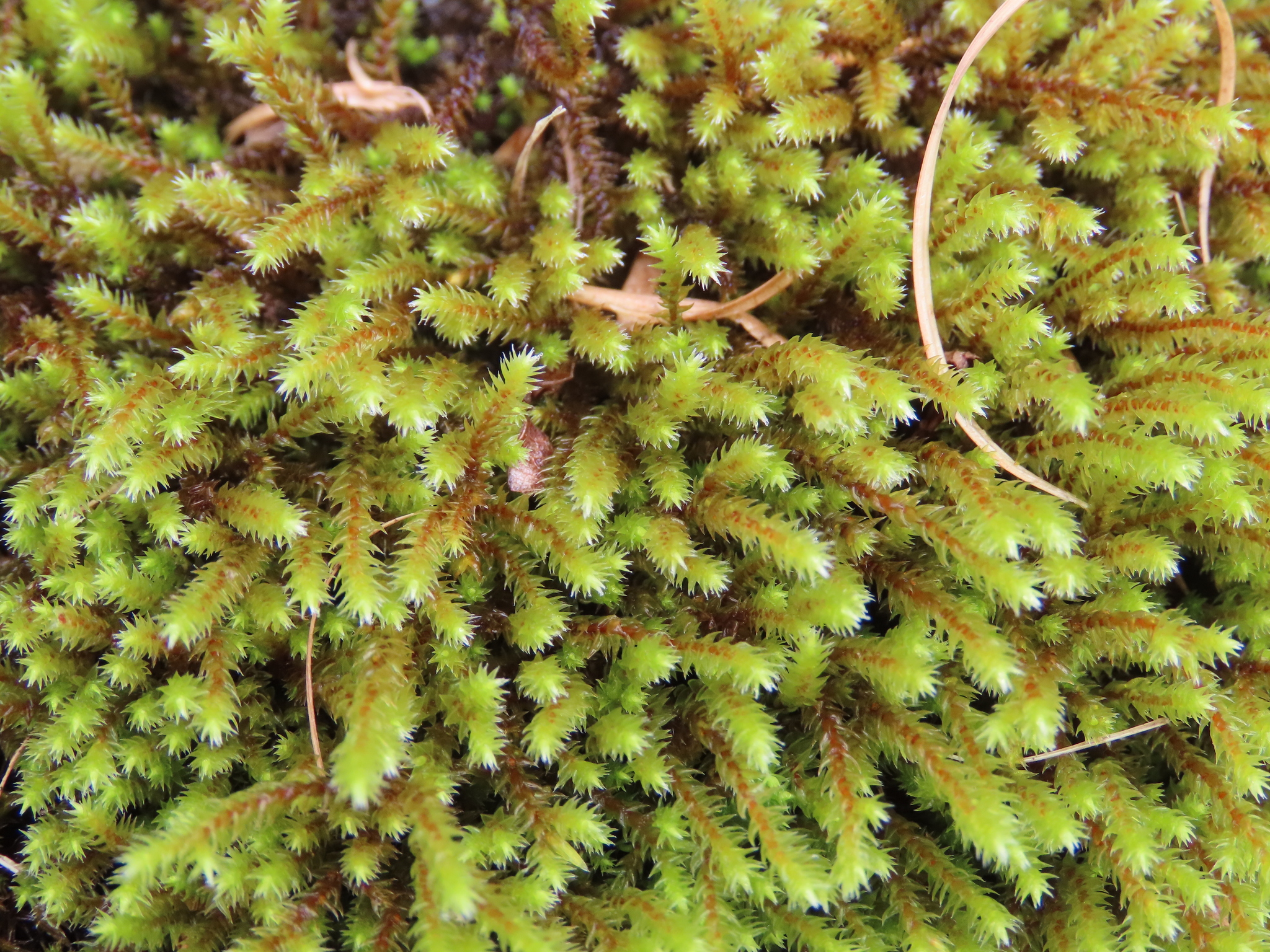 Hedwigia ciliata