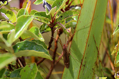 Austrotipula hudsoni