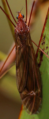 Austrotipula hudsoni