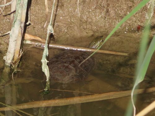Caspian Turtle