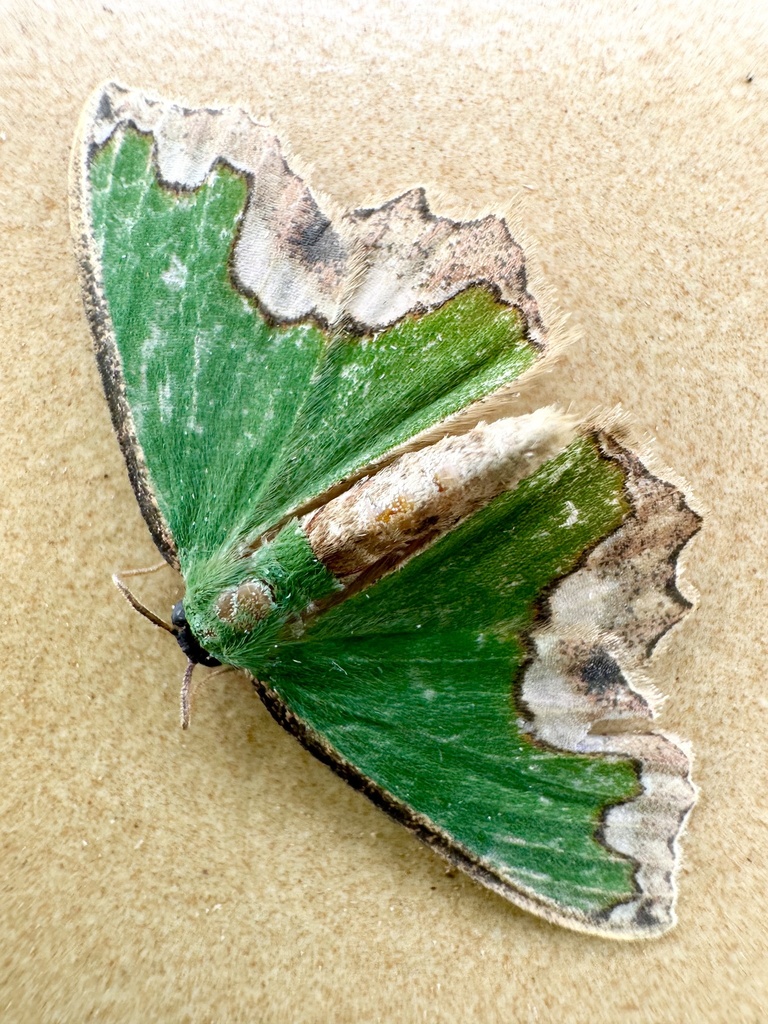 Bathycolpodes bassa