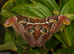 Archaeoattacus malayanus