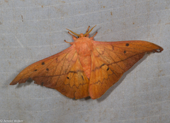 Cricula cameronensis