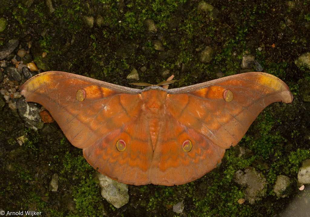 Antheraea moultoni