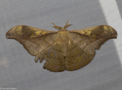 Antheraea rosieri