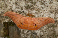 Antheraea helferi