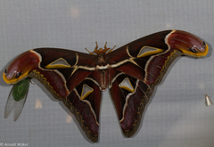 Archaeoattacus malayanus