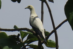 Ducula bicolor