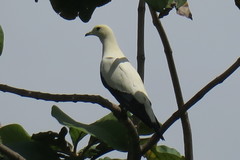 Ducula bicolor