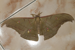 Antheraea lampei