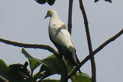 Ducula bicolor